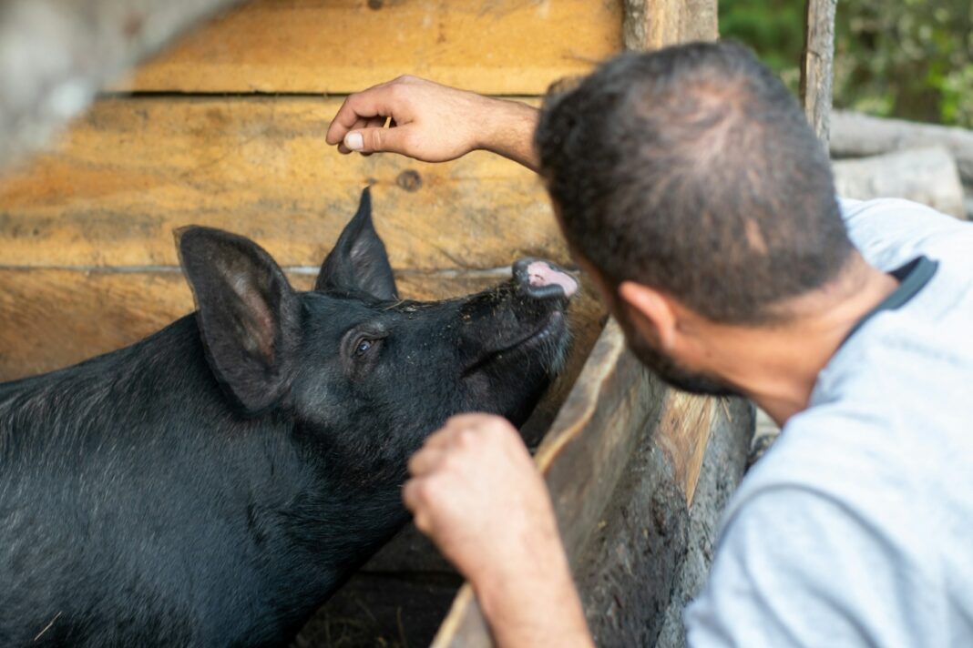 6.000 de porci au fost uciși la ferma din Cermei-Arad unde a fost depistată pesta africană