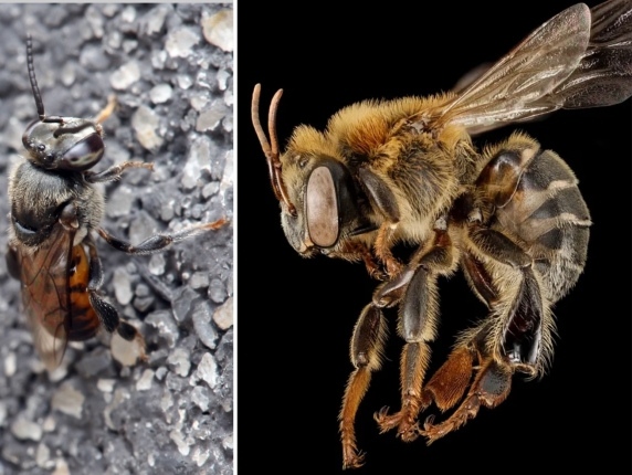 Albinele fără ac din Peru sunt primele insecte din lume recunoscute ca persoane juridice / De ele depind 80% din speciile de plante din zona amazoniană