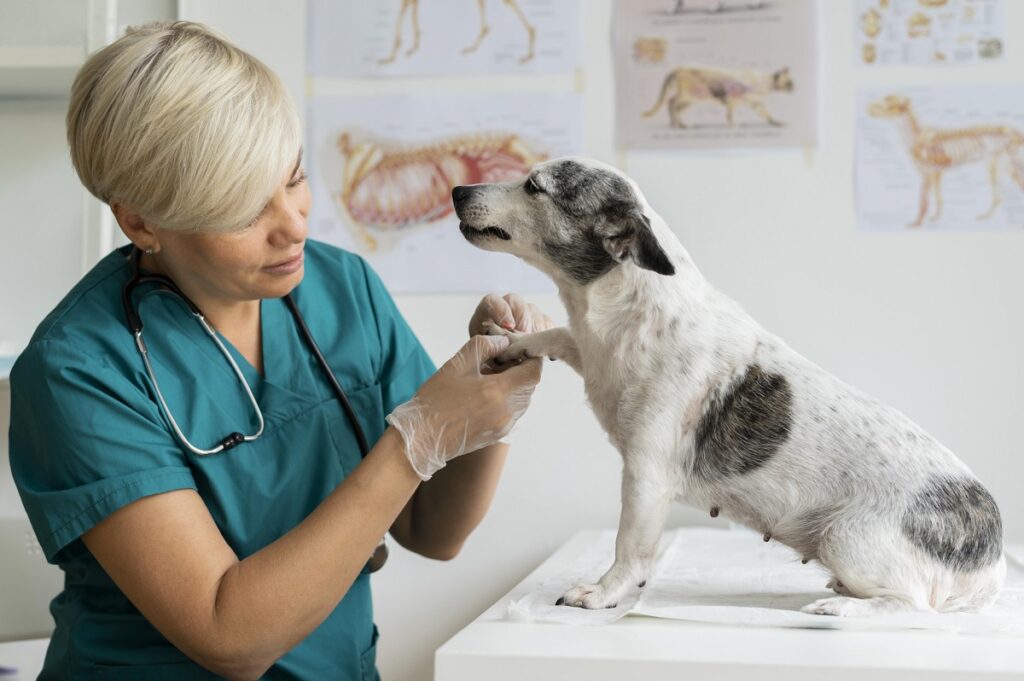 ANSVSA impune reguli mult mai dure pentru medicamentele stupefiante și psihotrope folosite în medicina veterinară. În premieră, cabinetele veterinare pot cumpăra anumite preparate de uz uman din farmacii comunitare, în anumite condiții – DOCUMENT