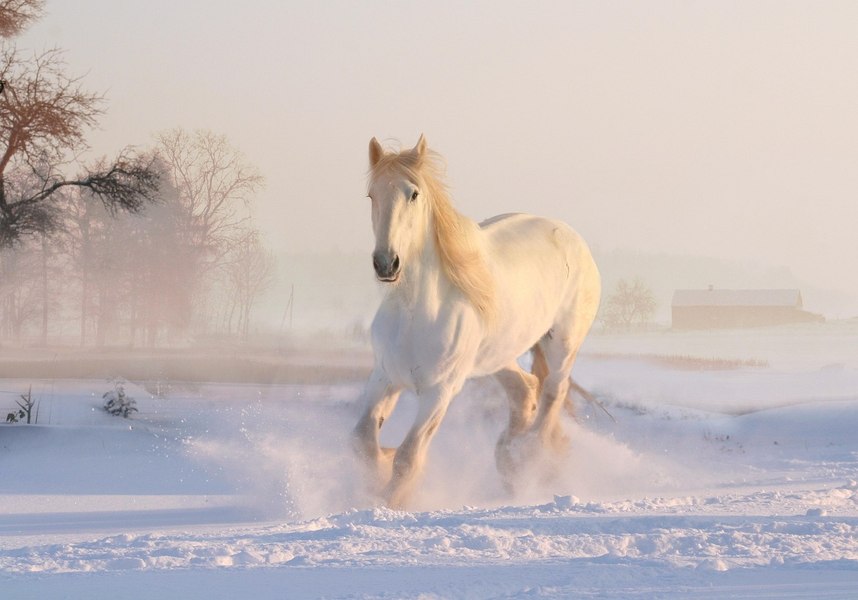 Anul „Calului de foc” începe pe 17 februarie 2026. Ce înseamnă asta pentru tine