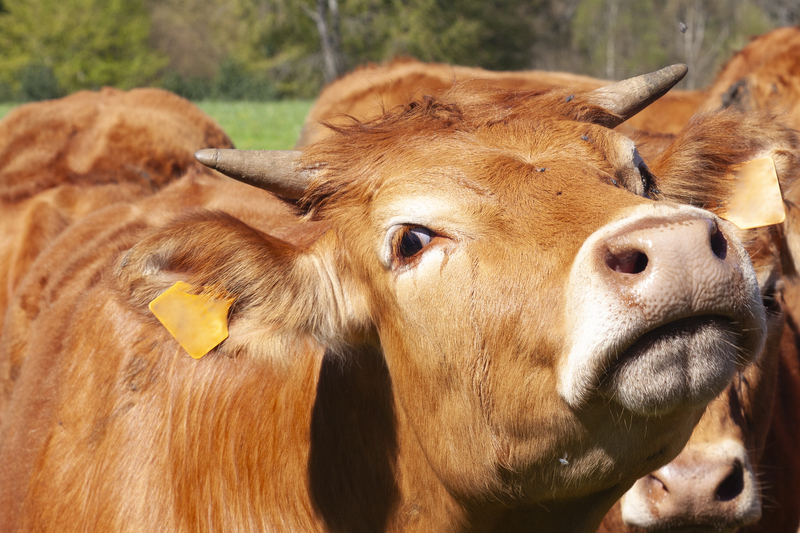 Biologii austrieci susțin că au dovedit că vacile sunt capabile să folosească unelte: Veronika apucă cu dinții mătura și se scarpină cu ea