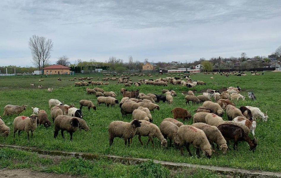 Categoria profesională rămasă fără jumătate din venituri. „I-am spus tehnicianului că nu-i mai pot da 7.000 lei”