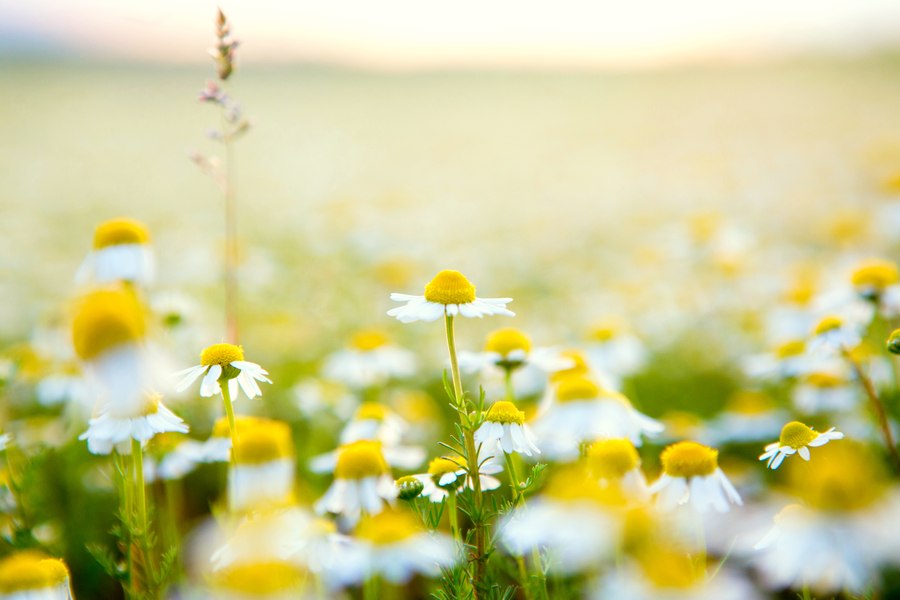 Ce să mănânci seara ca să scapi de insomnie. 10 alimente pentru un somn odihnitor