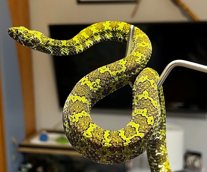 Crescătorie ilegală de reptile în 12 metri pătrați, descoperită într-un apartament din Bihor