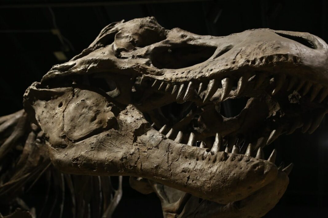 Cuib de dinozaur, cu ouă vechi de 150 de milioane de ani din Jurasicul târziu, descoperit în Portugalia