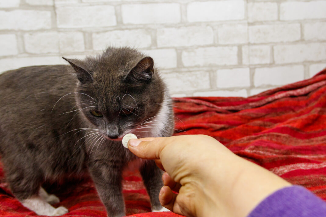 EXCLUSIV | Greșeala care poate costa viața animalului tău: De ce NU trebuie să dai niciodată medicamente pentru oameni animalelor de companie. Paracetamolul, extrem de periculos pentru câini și pisici. Avertismentul medicului veterinar (VIDEO)