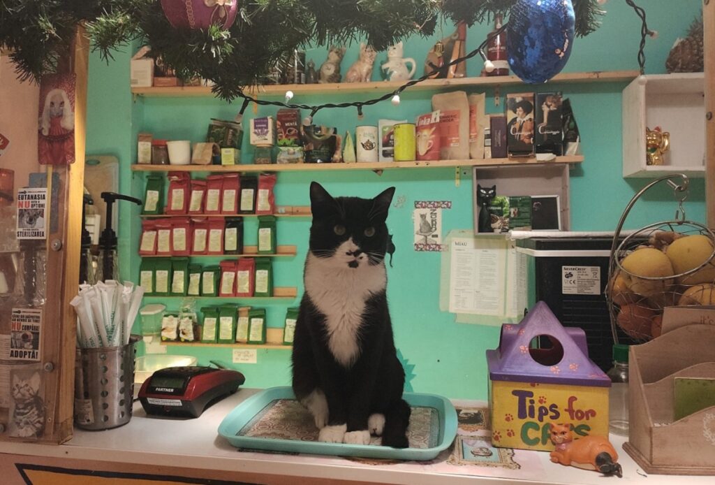 EXCLUSIV | Miau Cafe, evacuată și dată în judecată. Adevărul despre conflictul cu proprietarul și planurile disperate pentru salvarea pisicilor: „Ne-a zis să plecăm acum, este foarte greu pentru noi” (FOTO + VIDEO)