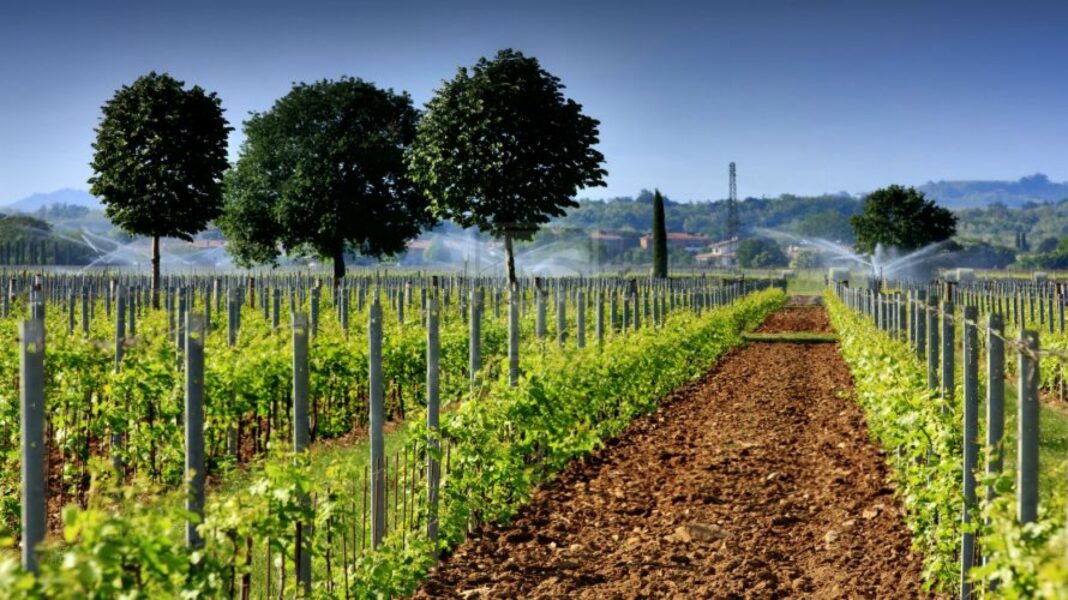 Finanțări de până la un milion de euro pentru viticultură și hamei: MADR deschide consultarea publică