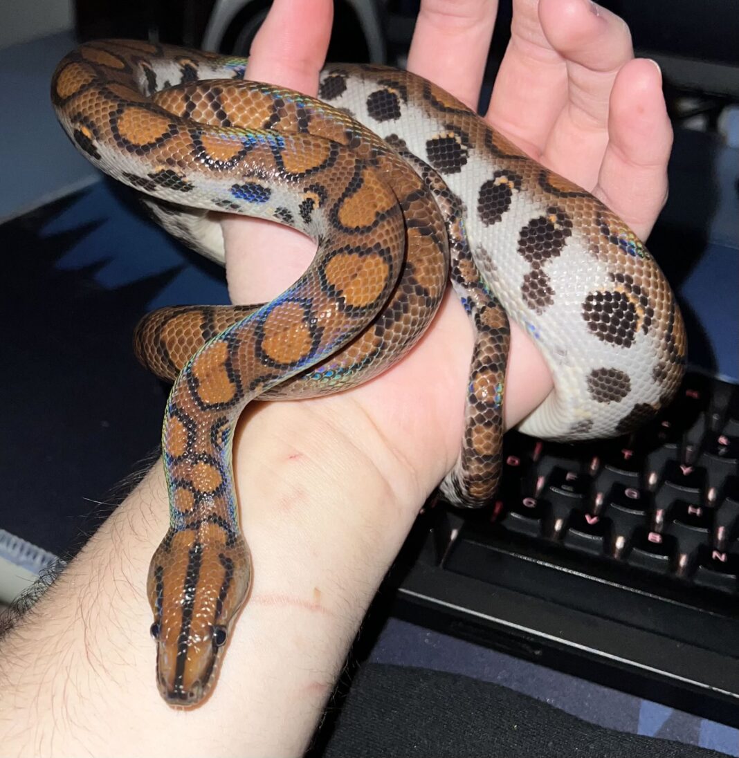 FOTO Șerpi veninoși și reptile exotice, ținuți ilegal într-un apartament din orașul bihorean Ștei