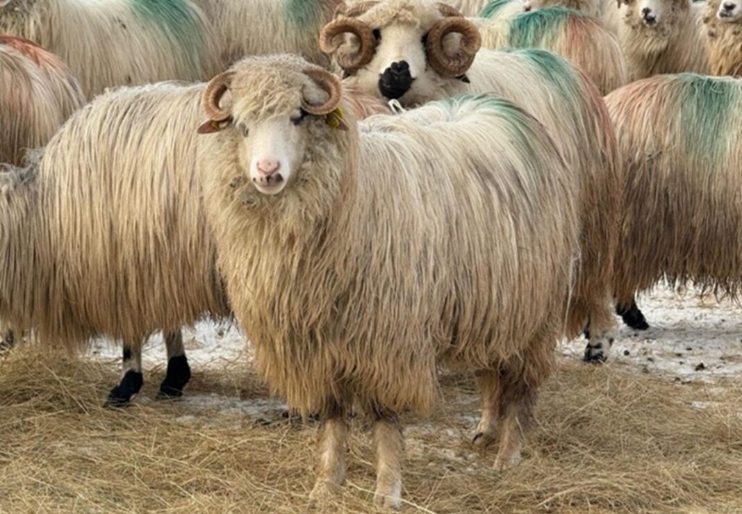 FOTO / VIDEO |De ce este cea mai importantă perioadă pentru crescătorii de oi / Fermier: „Trebuie să fii lângă ele, să ai grijă de miei, pentru că altfel îngheață și ai pierdut tot profitul de la acea oaie”