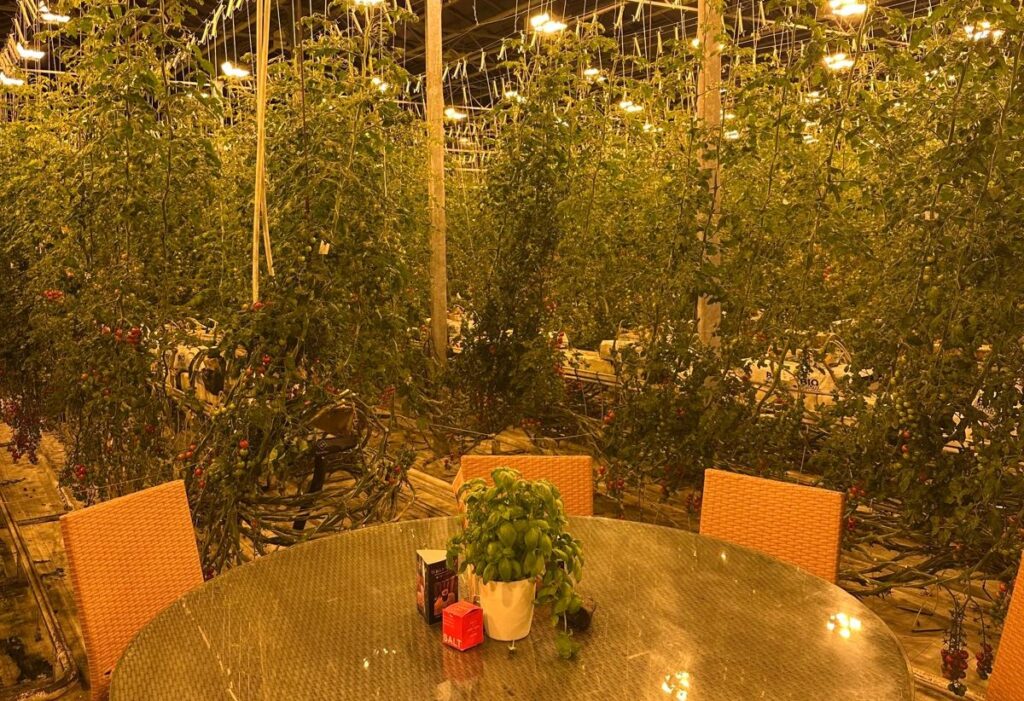 FOTO – VIDEO | Restaurant deschis într-o seră de roșii / Vasile Vlașin, turist: „Practic, vezi cum sunt culese roșiile și ajung imediat în farfurie”