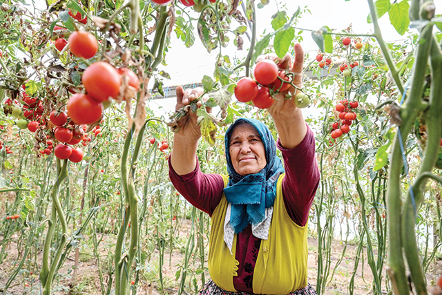 Fragmentarea terenurilor este un avantaj pentru România Perspectiva unui mic fermier din Vâlcea: „Avem 2,8 mil. exploataţii care lucrează 12,8 mil. ha, iar 96% au sub 10 ha. Această ţară trăieşte prin gospodării ţărăneşti şi ferme familiale“