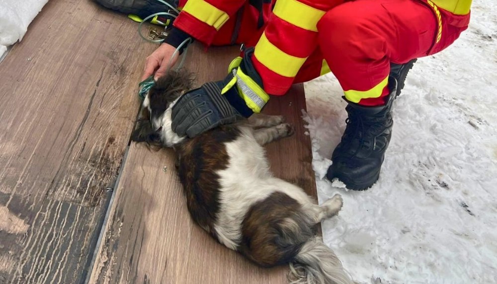 Gest înduioșător al unui paramedic: A salvat un cățel în ultima clipă acordându-i primul ajutor, în urma unui incendiu