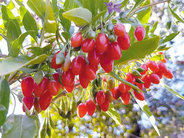 Goji Românesc, afacere fondată acum 14 ani de Adrian Nicolae, care a pornit de la o plantaţie de 2,5 hectare la Braşov, caută investitori pentru scalare