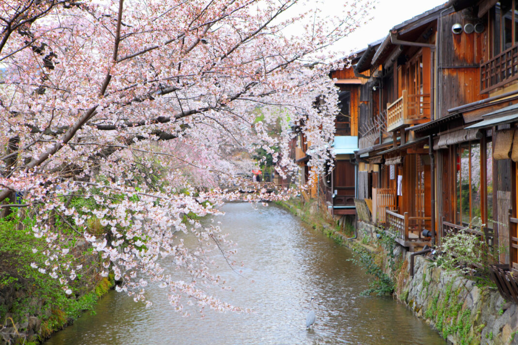 Idei de călătorii: 2026 ar putea fi unul dintre cei mai ieftini ani pentru a merge în Japonia să admiri spectacolul cireșilor înfloriți