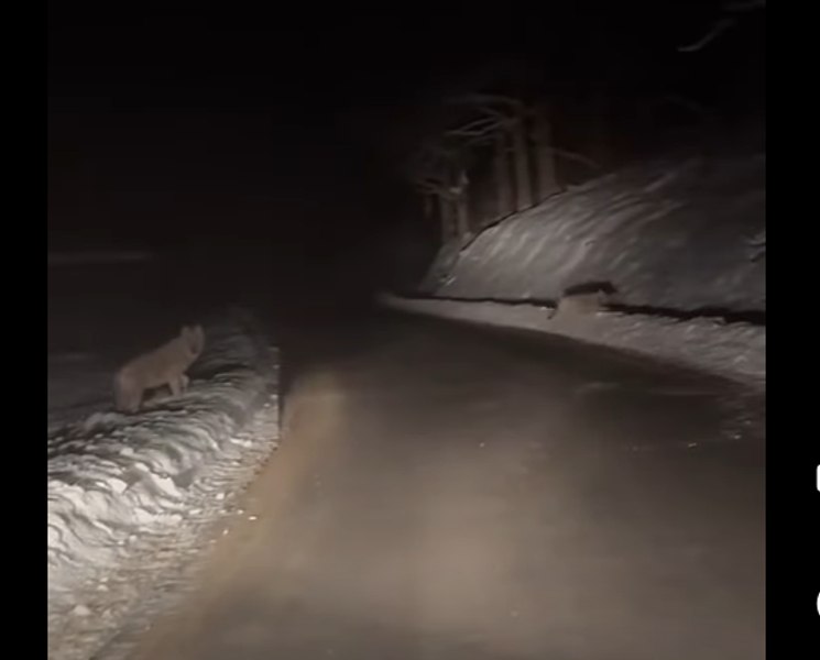 Imagini cu o haită de lupi care a ieșit din pădure în fața unei mașini. Unul dintre animale i-a dat fiori șoferului