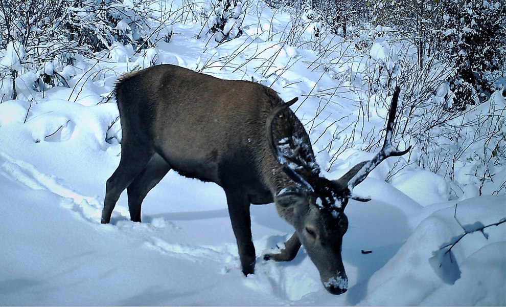 Inconștiența unui vizitator a ucis un cerb carpatin la Zoo Târgu Mureș. Animalul a murit în chinuri după ce a înghițit o mănușă de piele