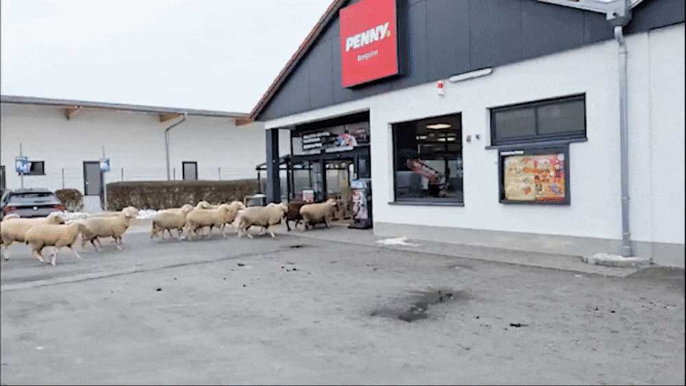 „Invazie” de oi într-un supermarket. Zeci de ovine s-au desprins de turmă și au ajuns printre rafturile cu produse