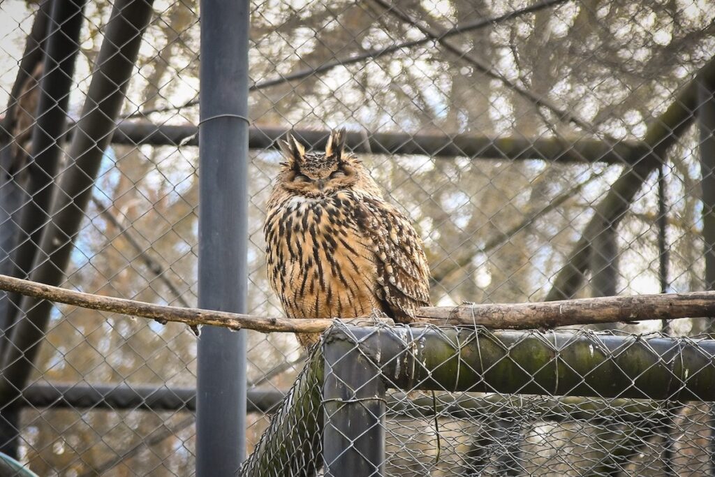 Jandarmii din Botoșani au au eliberat o bufniță care a pătruns într-o bucătărie prin sistemul de ventilație
