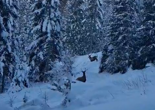 NEWS.ro: Doi cerbi, filmaţi în apropierea unui traseu turistic din munţii Rodnei. Oficiali ai jandarmeriei: acesta e avantajul când ai „biroul” chiar în inima naturii VIDEO