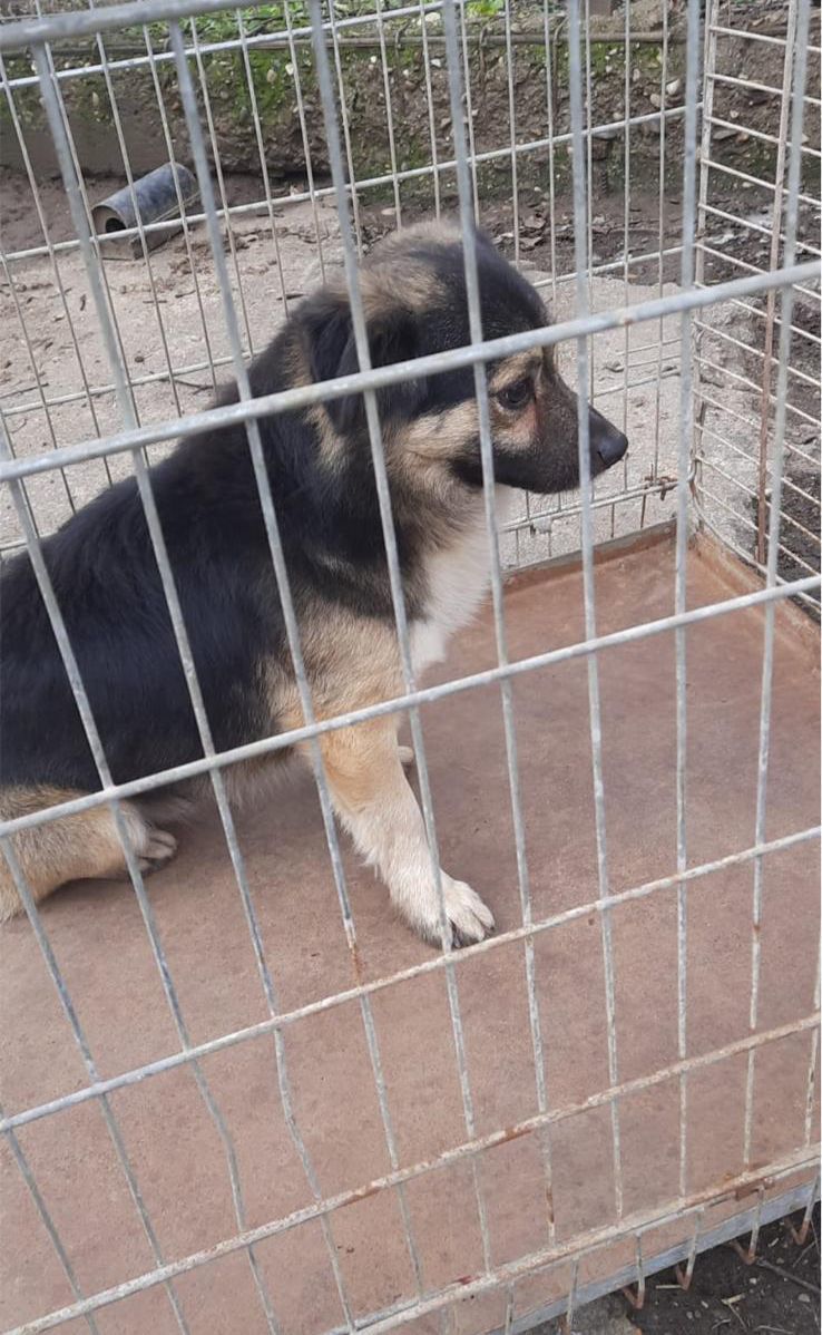 NEWS.ro: Dolj: Un bărbat a fost reţinut pentru 24 de ore după ce a bătut un câine fără stăpân intrat în curtea sa până când animalul a murit