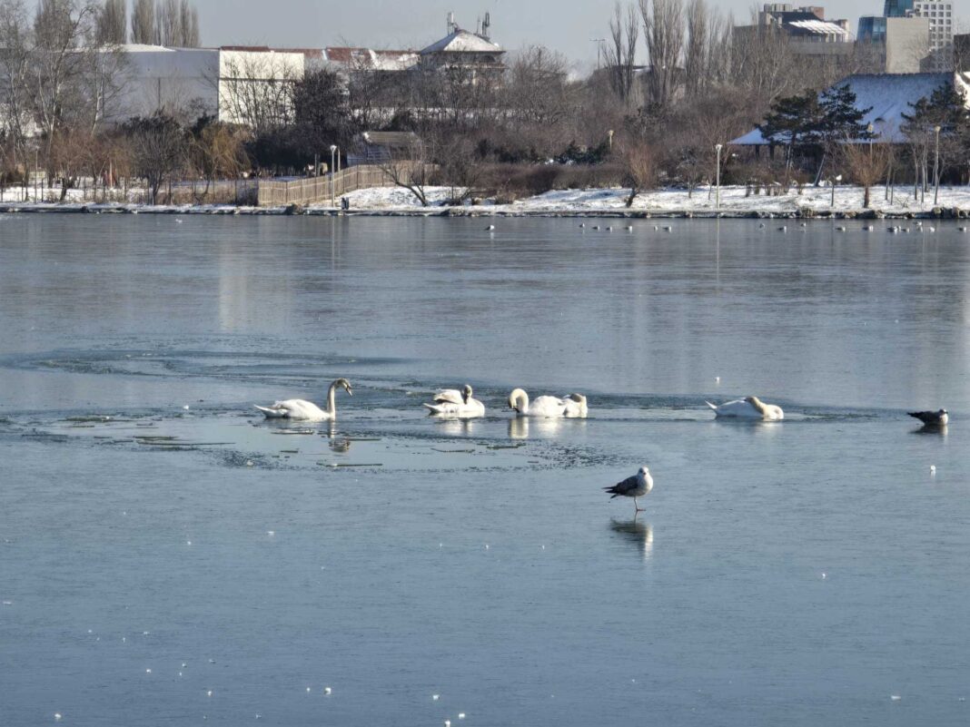 NEWS.ro: Lebede blocate în gheaţă, pe un lac din Constanţa / În Bihor, un câine a căzut în apa Crişului Repede, după ce gheaţa a cedat sub greutatea lui / Au intervenit pompierii – FOTO / VIDEO