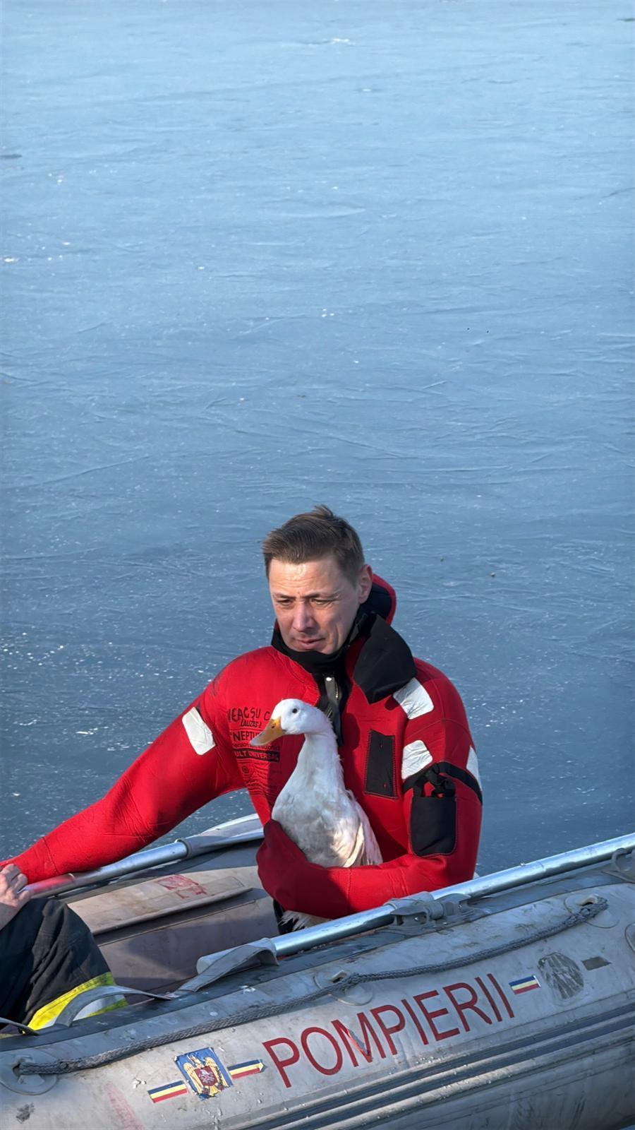 NEWS.ro: O raţă blocată în gheaţă pe un lac din Tulcea, salvată de pompieri - FOTO