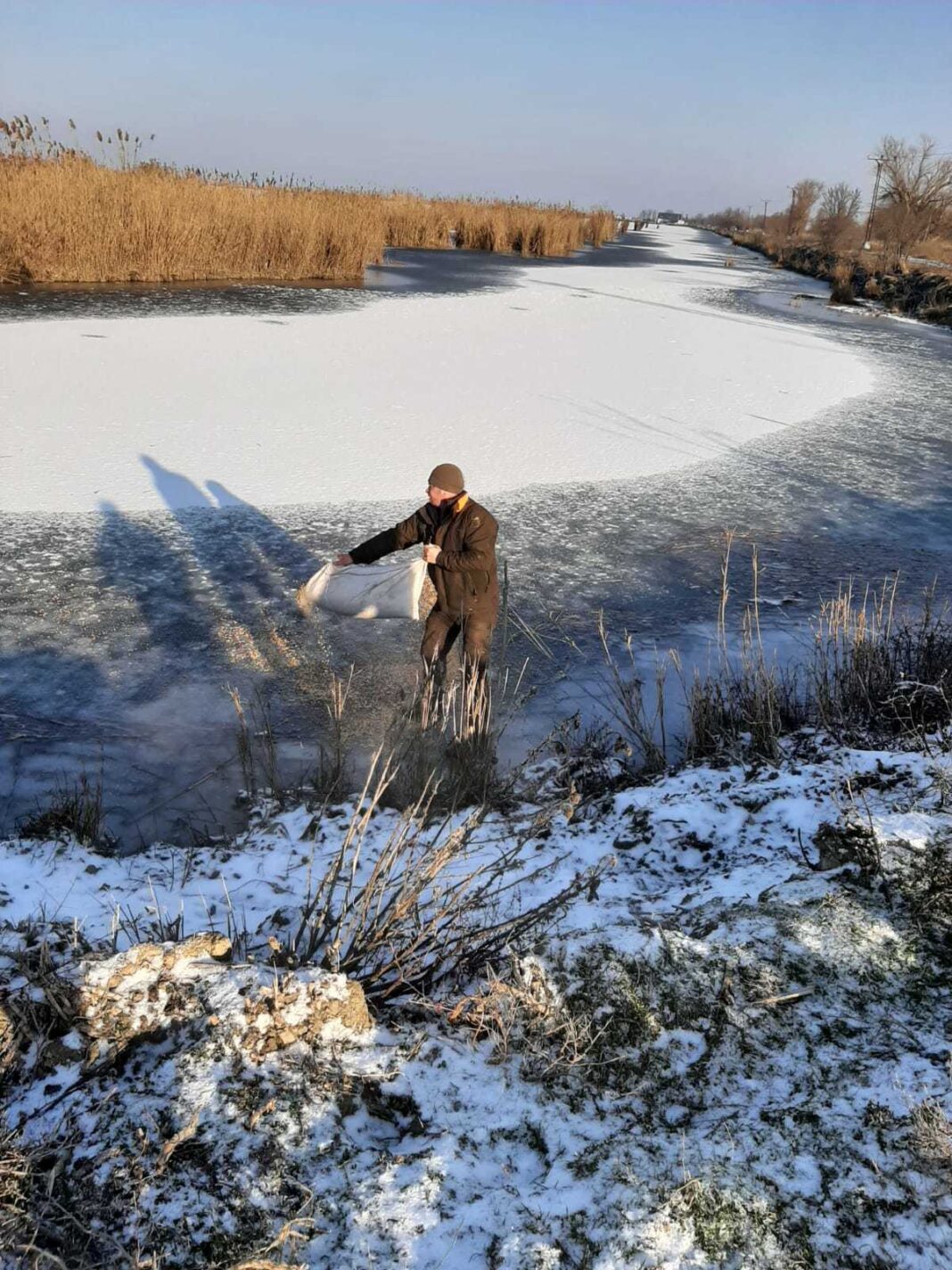 NEWS.ro: Specialiştii ARBDD au asigurat hrana pentru păsările sălbatice din Delta Dunării / Au fost împrăştiate cereale pe suprafaţa îngheţată - FOTO, VIDEO
