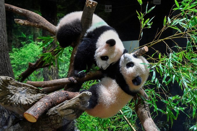 NEWS.ro: Tokyo: Admiratorii îşi iau rămas bun de la Lei Lei şi Xiao Xiao, doi urşi panda care se întorc în China