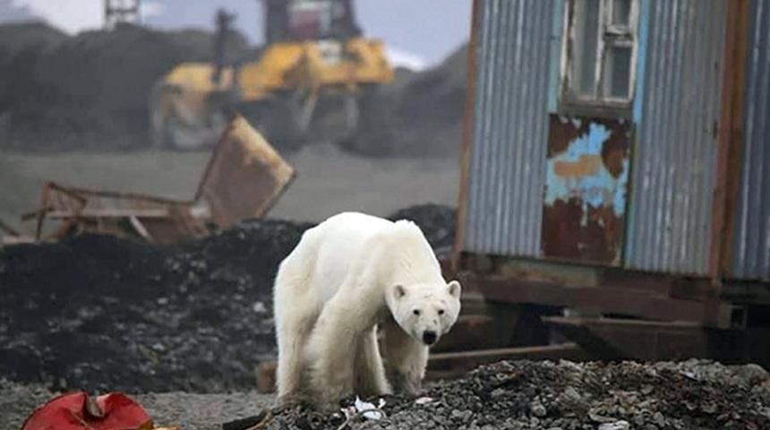 NEWS.ro: Un urs polar atacă şi răneşte trei membri ai unei familii, inclusiv un copil, în nordul Siberiei de Est
