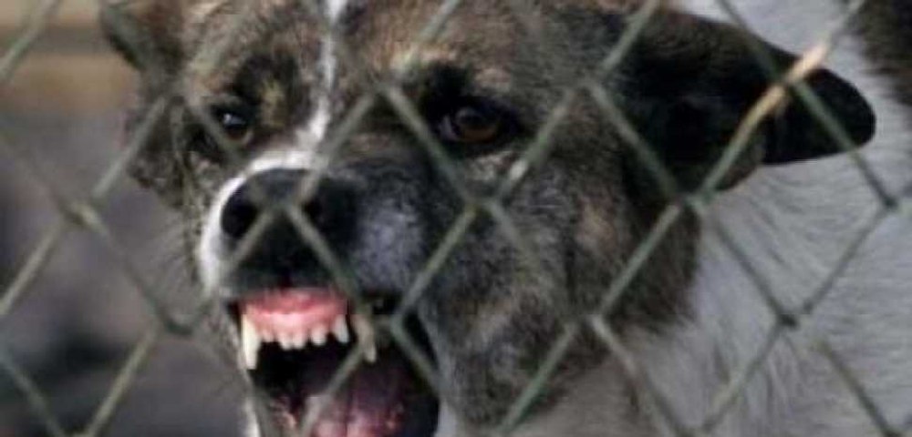 O femeie a murit după ce a fost atacată și mușcată de câine. A fost găsită fără suflare în curtea casei