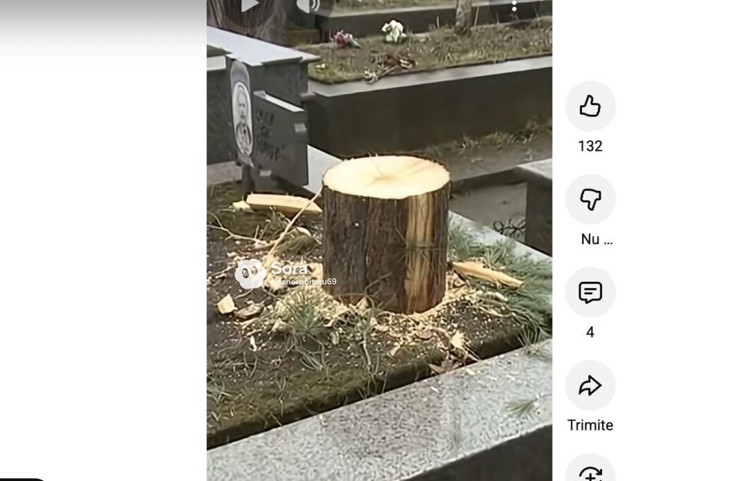 O primărie din județul Vâlcea a tăiat bradul de pe un mormânt, instalându-l împodobit la Târgul de Crăciun / O familie a reclamat dispariția bradului, după ce l-a descoperit tronând în centrul orașului