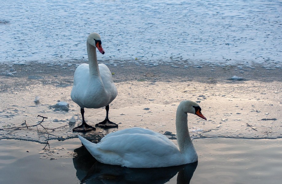 Opt lebede au înghețat pe Lacul Moara Domnească din județul Vaslui