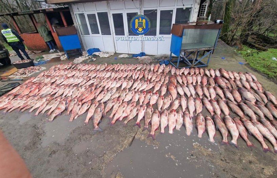 Peste o tonă de peşte prins ilegal, capturată în Teleorman. Șoferul care transporta prada avea numere false la mașină