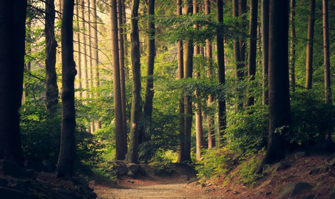 România va acorda Republicii Moldova un sprijin financiar  de 1,7 milioane de euro pentru realizarea primului inventar forestier național