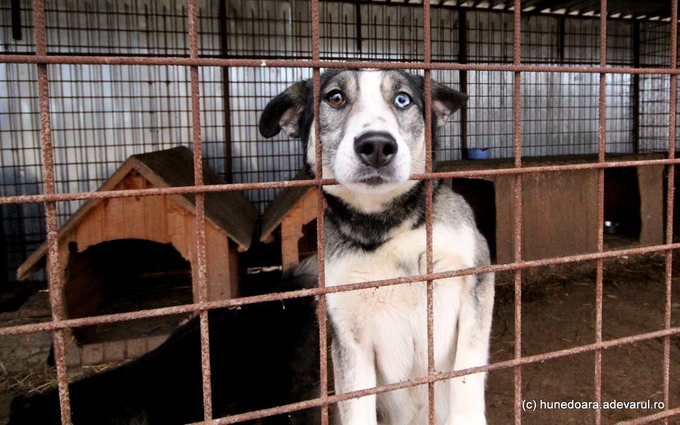 Taxa pentru câinii fără stăpân inflamează opinia publică: „Mai bine amenzi usturătoare pentru abandon”