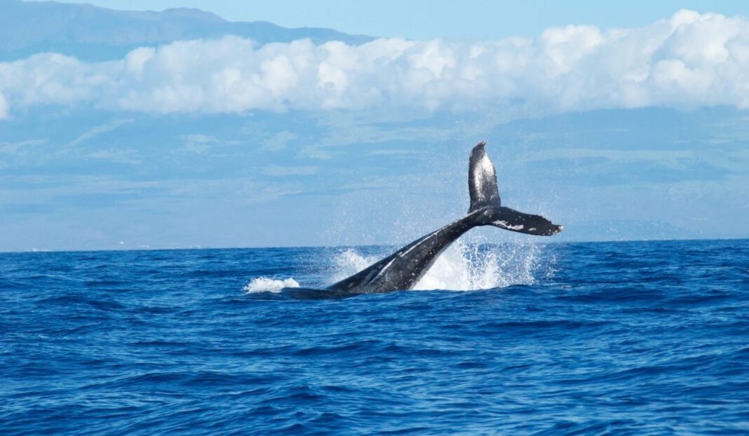 Tratat ONU: Două treimi din oceanele lumii intră, pentru prima dată, sub protecție internațională