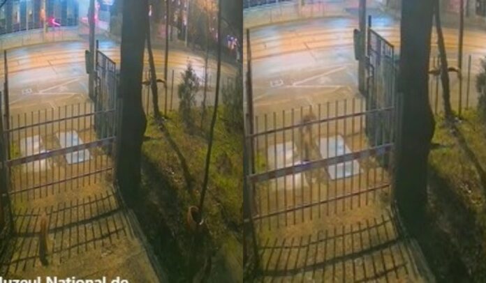 Trei vulpi au fost văzute în centrul Bucureștiului. Care este explicația