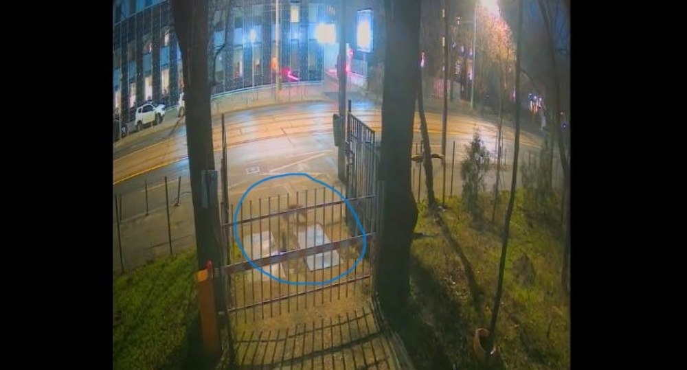 Trei vulpi, surprinse în centrul Bucureștiului. Specialiștii explică apariţia acestora în mediul urban