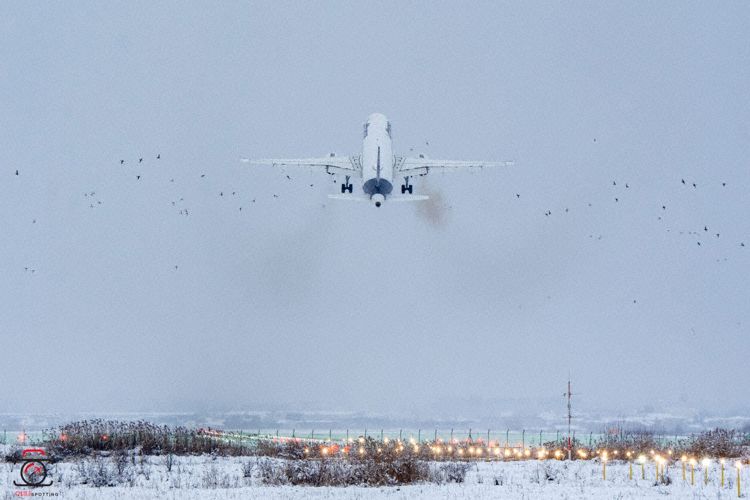 Un avion Lufhansa, care trebuia să ajungă duminică la Cluj, a aterizat la Budapesta / A lovit un stol de păsări