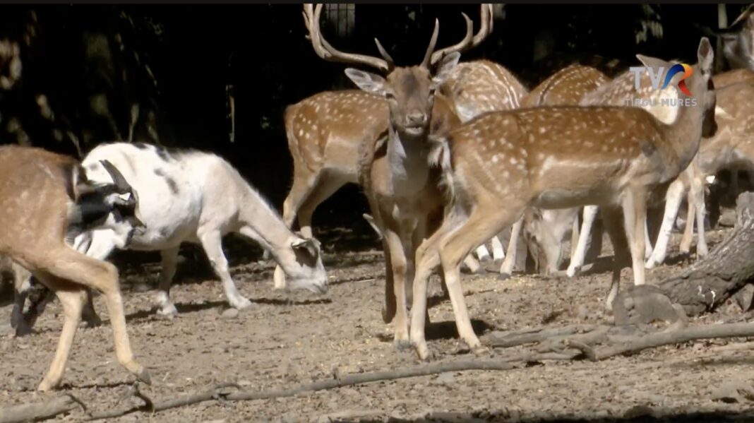 Un cerb carpatin de la Grădina Zoologică din Mureș, găsit mort după ce a înghiţit mănuşa unui vizitator