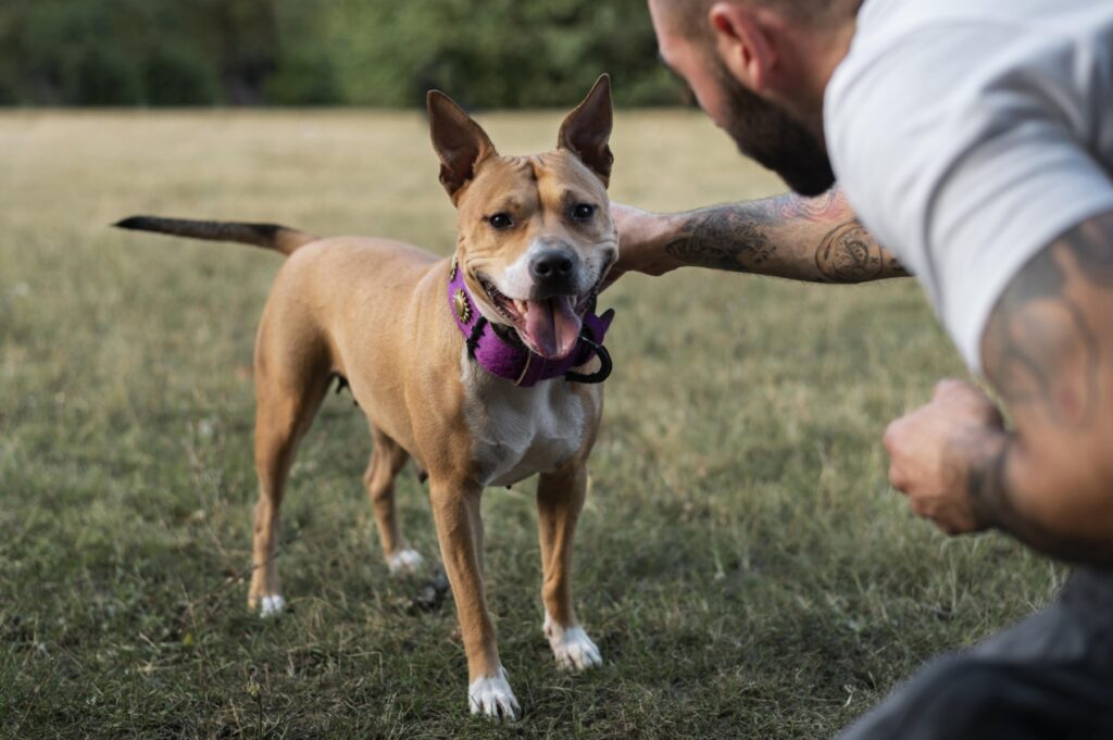 Un medic veterinar avertizează: Cinci rase de câini pe care NU le recomandă ca prim animal de companie pentru un stăpân începător