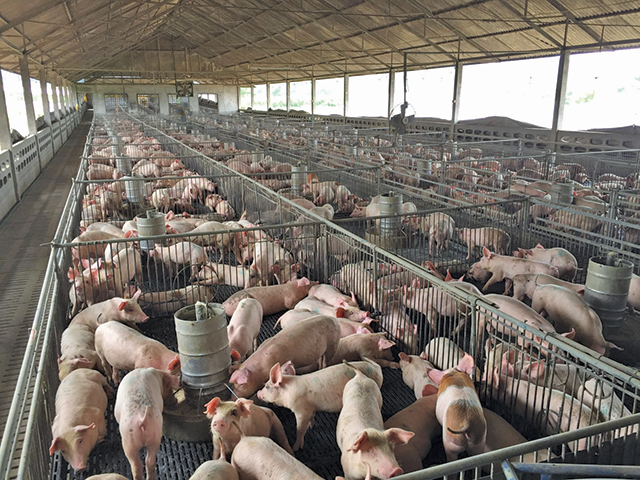 Unde ne-a dus pesta porcină? România stă pe locul 13 la producţia de carne de porc în UE, fiind depăşită de Olanda şi Belgia, deşi avem o suprafaţă agricolă mai mare şi producem mai multe cereale