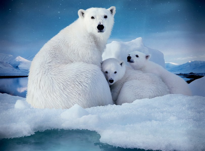 Ursii polari din Arctica devin mai grași, în ciuda scăderii gheții marine