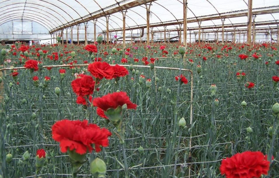 75 de milioane de fire de flori, exportate din Turcia în Europa de Ziua Îndrăgostiților: garoafele rosii, pe primul loc / România, între țările unde s-au făcut livrări intensive 