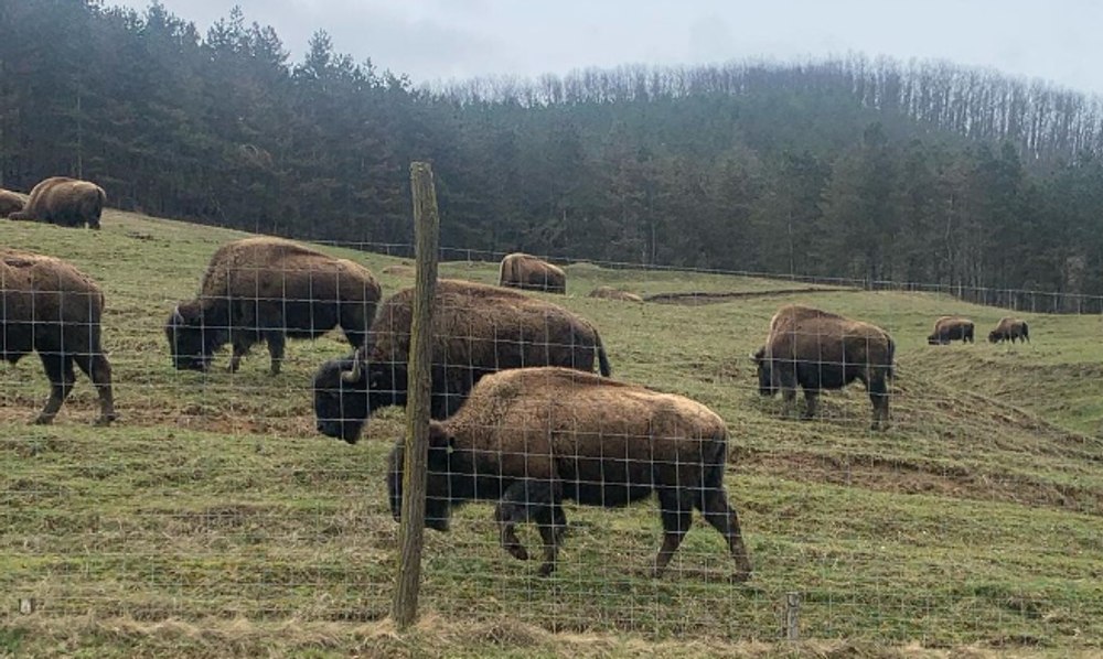 Anchetă amplă la ferma de bizoni din Cluj după descoperirea a sute de animale moarte