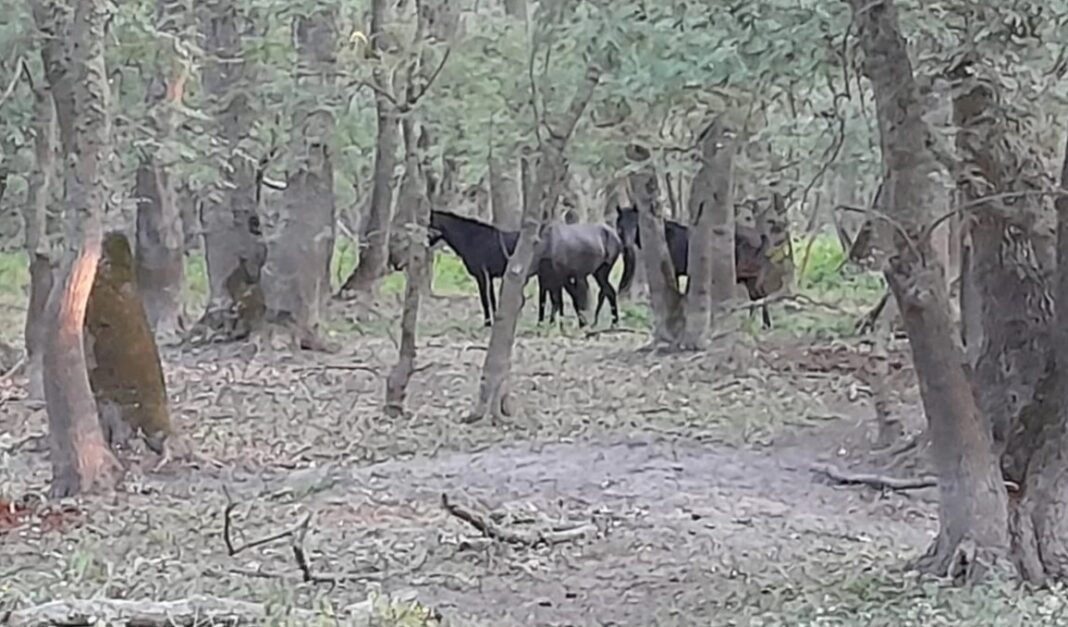 Apel pentru salvarea cailor sălbăticiți din Delta Dunării: ”Am văzut cai slăbiți, umbre ale animalelor mândre de altădată, unii dintre ei dându-și ultima suflare de foame și epuizare. Este o realitate cruntă care se întâmplă chiar acum”