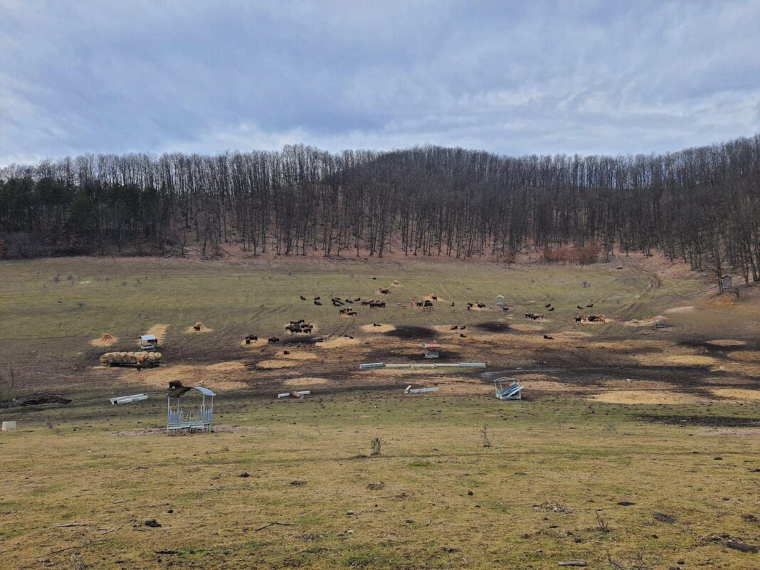 Autoritățile au început neutralizarea celor peste două sute de cadavre de animale de la ferma de bizoni din Recea Cristur, județul Cluj