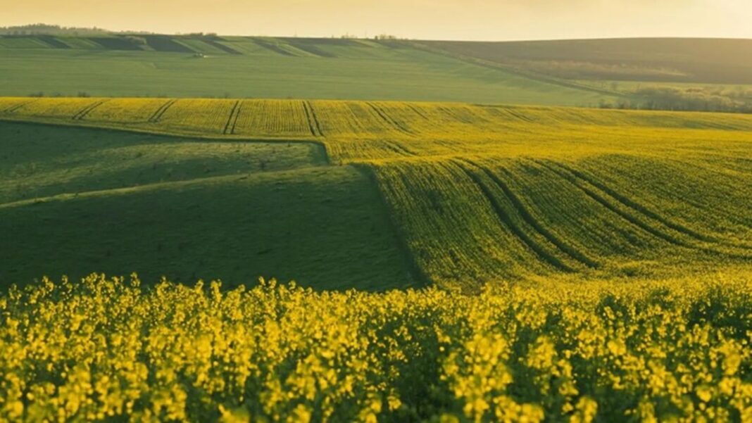 Cum a arătat agricultura românească în anul 2025. Rapița a fost cultura câștigătoare / Analist: „Analist: Marele perdant a fost porumbul”