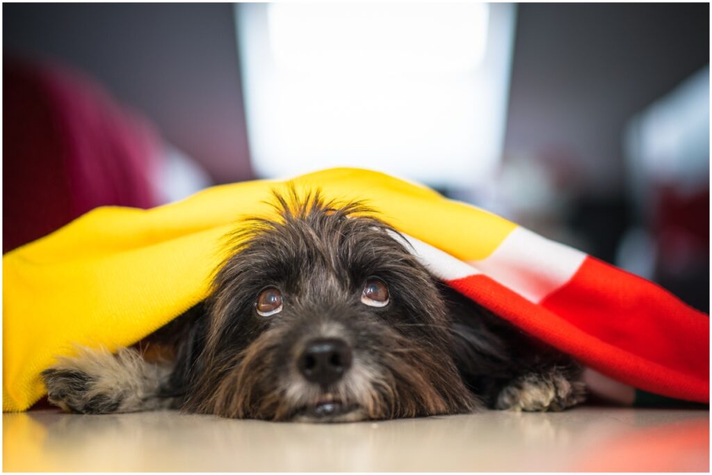 Cum îți pregătești animalul de companie pentru dezastre: Tot ce trebuie să știi pentru o evacuare în siguranță